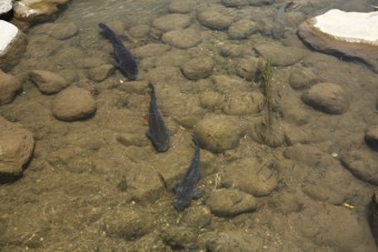 釣り池から小川に泳ぎ出た鯉