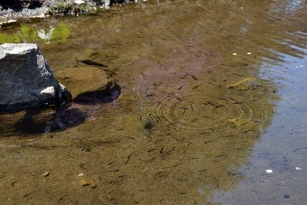 大桁湖に住む魚たち