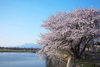 ｢大室公園｣は、季節を通して花見が楽しめる