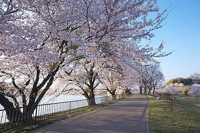 大室公園 施設案内 花見情報