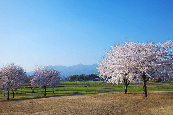 見ごろ（例年）は、4月上旬