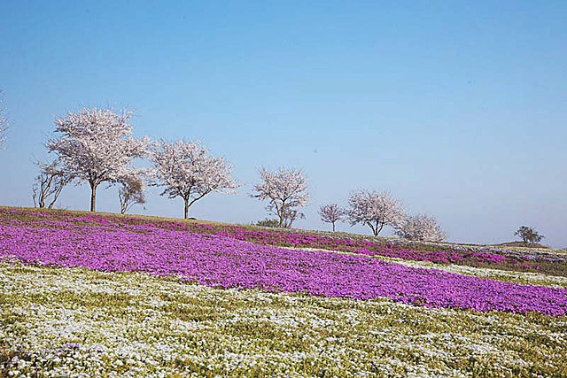 大室公園 施設案内 花見情報