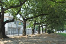 公園南側の桜