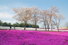 憩いの丘の芝桜