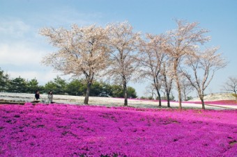 憩いの丘の芝桜