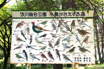 公園で見られる野鳥