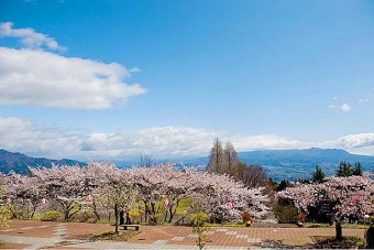 ｢渋川市総合公園｣は、園内数カ所に桜の見所がある