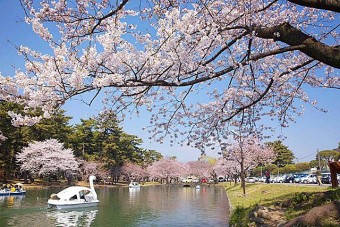 ｢敷島公園｣は夜桜も楽しめる