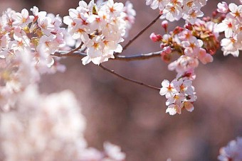 見ごろ（例年）は、3月下旬～4月上旬