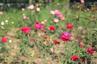 花壇（バラ園）