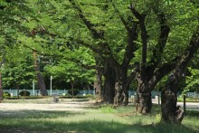 春には満開の花を咲かせる桜