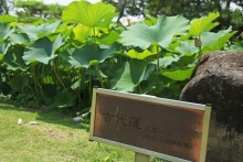 古代蓮の池