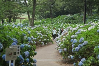 約16,000株のアジサイの咲く公園