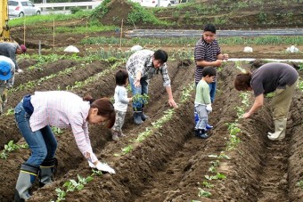 体験農業 サツマイモ作り