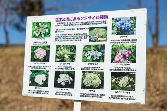 隣接の荻窪公園には16000本の味菜が植えられている