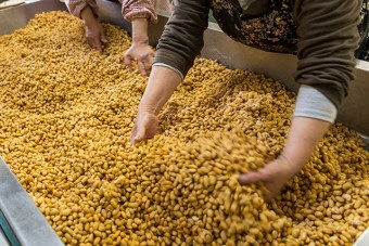 加工施設で大豆から味噌を手作りしている