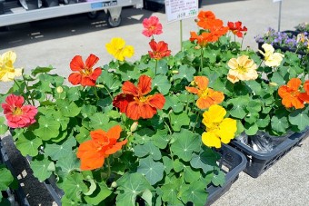 正面入り口前のお花の販売所