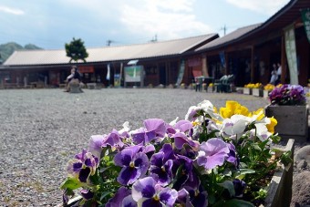 中庭に咲く花々