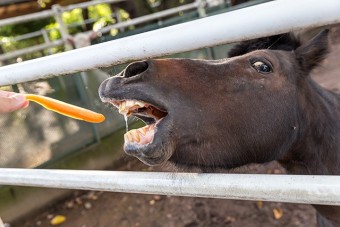 ポニーにエサやり体験できる