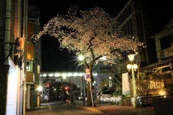 桜の季節は2階からお花見。