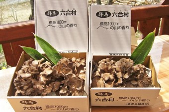 お土産に最適な肉厚の舞茸