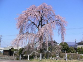 道を挟んだ向かいには店名の由来となった見事な枝垂れ桜がある