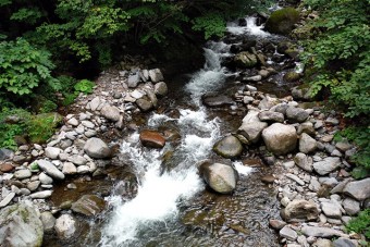 天然のヤマメ、イワナの棲む清流