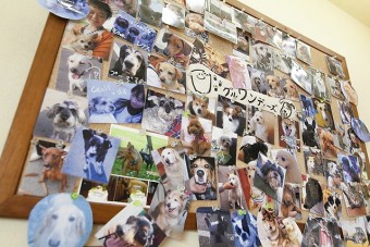 店内にはオーナー自ら撮ったワンちゃんの写真がいっぱい！