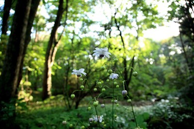 夏の呼吸を肌で感じる。