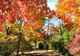 晩秋の紅葉