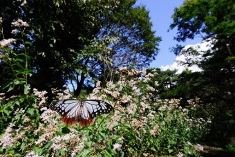 初秋のアサギマダラ