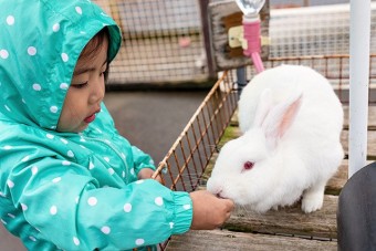 小さな子供でも餌やり体験できる