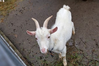 エサが欲しくて近寄ってくる動物たち