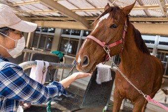 馬への愛情と信頼関係を築くことも大切