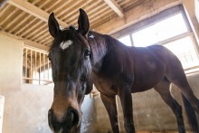 クラブハウスの厩舎