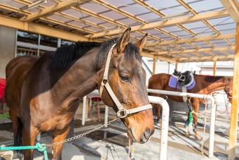 公苑内には沢山の馬がいる