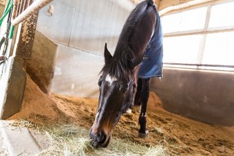 厩舎には中央競馬を走った競走馬もいる