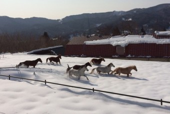 冬の牧場風景