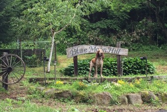 牧場看板と番犬