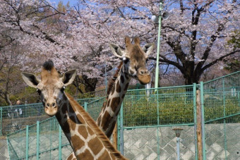 桐生が岡動物園