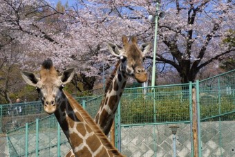 春には桜がきれい。キリンもうれしそう。