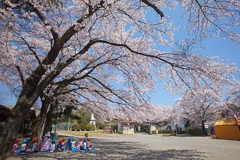 見頃は、3月下旬～4月上旬