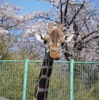 春には桜がきれい。キリンもうれしそう。