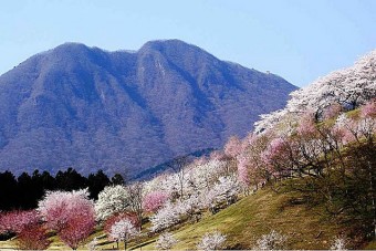 ｢伊香保グリーン牧場｣は、19品種1500本の桜が楽しめる