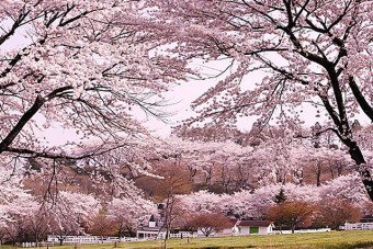 見ごろ（例年）は、4月中旬～5月上旬