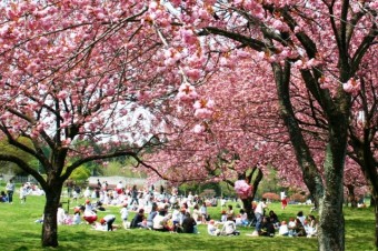八重桜花見