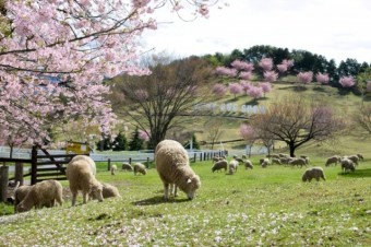 桜とヒツジ