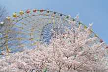 大観覧車「ひまわり」と桜
