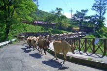 牛の行進