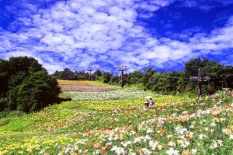 スキー場は夏はゆり園に